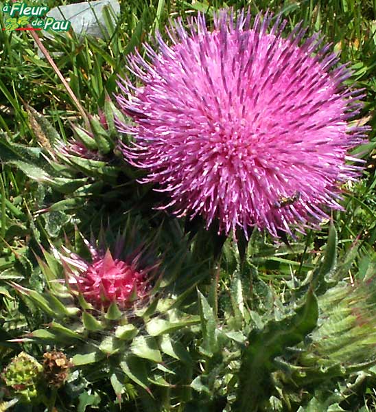  Image name: cardo3.jpg 
 width: 548 pixel 
 height: 600 pixel 
 Size: 81754 bytes 
 Click to enlarge 